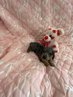 Little Blue Dapple Girl, a female Miniature Dachshund for sale in Inman, SC – Photo 5 of 6