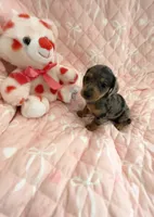 Little Blue Dapple Girl, a female Miniature Dachshund for sale in Inman, SC – Photo 1 of 6