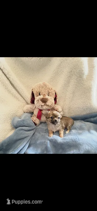 Teeny tiny little Prince – Chihuahua puppy for sale in Inman, SC