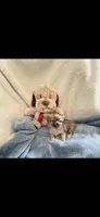 Teeny tiny little Prince, a male Chihuahua for sale in Inman, SC – 1 of 5