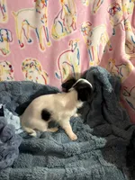 Rambo, a male Chihuahua for sale in Inman, SC – 2 of 5