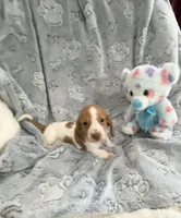 Little Red Piebald , a male Miniature Dachshund for sale in Inman, SC – Photo 2 of 5
