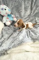 Little Red Piebald , a male Miniature Dachshund for sale in Inman, SC – Photo 3 of 5