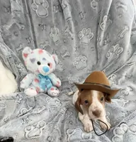 Little Red Piebald , a male Miniature Dachshund for sale in Inman, SC – Photo 4 of 5