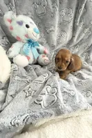 Little Tiny Red Dapple Long Haired , a male Miniature Dachshund for sale in Inman, SC – Photo 4 of 4