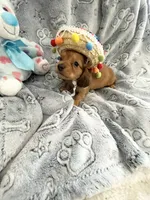 Little Tiny Red Dapple Long Haired , a male Miniature Dachshund for sale in Inman, SC – Photo 1 of 4