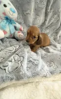 Little Tiny Red Dapple Long Haired , a male Miniature Dachshund for sale in Inman, SC – Photo 2 of 4