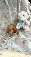 Little Tiny Red Dapple Long Haired , a male Miniature Dachshund for sale in Inman, SC – Photo 3 of 4
