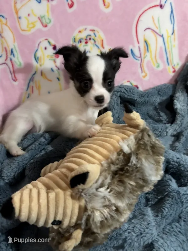 Romeo, a male Chihuahua for sale in Inman, SC – 1 of 6