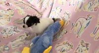 Romeo the smallest, a male Chihuahua for sale in Inman, SC – 3 of 5