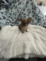 Tiny Little Bear (Pocket book baby), a male Chihuahua for sale in Inman, SC – 6 of 6