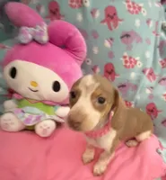 Lavender Rose, a female Miniature Dachshund for sale in Inman, SC – 4 of 7