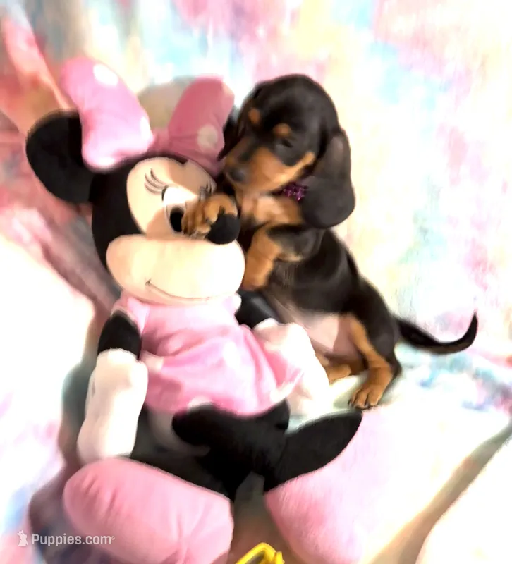 Ms. Tootsie – Miniature Dachshund puppy for sale in Inman, SC