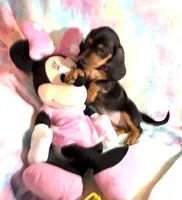 Ms. Tootsie, a female Miniature Dachshund for sale in Inman, SC – 3 of 6