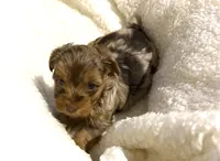 Hershey, a male Yorkshire Terrier for sale in Inman, SC – Photo 3 of 5