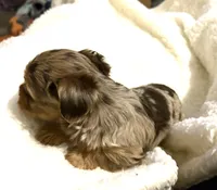 Hershey, a male Yorkshire Terrier for sale in Inman, SC – Photo 5 of 5