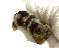 Hershey, a male Yorkshire Terrier for sale in Inman, SC – Photo 4 of 5