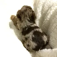 Hershey, a male Yorkshire Terrier for sale in Inman, SC – Photo 2 of 5