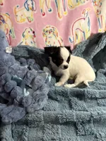 Rambo, a male Chihuahua for sale in Inman, SC – 5 of 5
