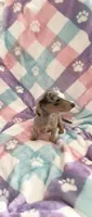 Ms.Lavender Dapple, a female Miniature Dachshund for sale in Inman, SC – Photo 3 of 9