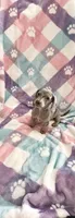 Ms.Lavender Dapple, a female Miniature Dachshund for sale in Inman, SC – Photo 8 of 9