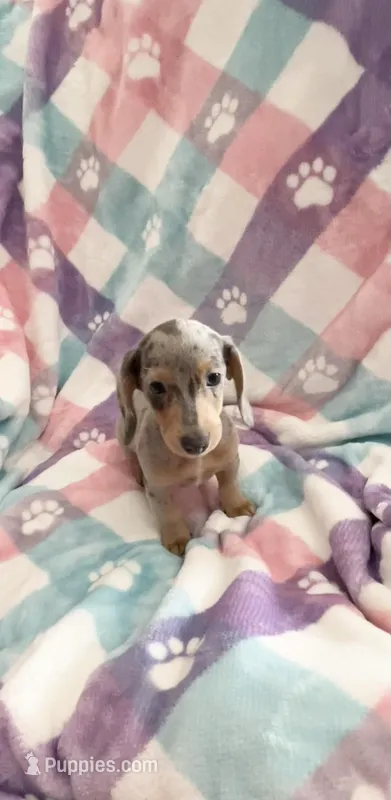 Ms.Lavender Dapple – Miniature Dachshund puppy for sale in Inman, SC
