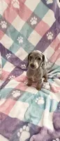 Ms.Lavender Dapple, a female Miniature Dachshund for sale in Inman, SC – Photo 7 of 9