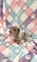 Ms.Lavender Dapple, a female Miniature Dachshund for sale in Inman, SC – Photo 2 of 9