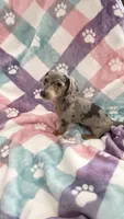 Ms.Lavender Dapple, a female Miniature Dachshund for sale in Inman, SC – Photo 9 of 9
