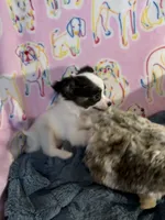 Romeo, a male Chihuahua for sale in Inman, SC – 5 of 6