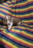 Lavender and White Mini Dachshund, a male Miniature Dachshund for sale in Inman, SC – 9 of 9