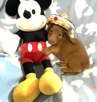 Mr. Lancelot, a male Miniature Dachshund for sale in Inman, SC – 3 of 7
