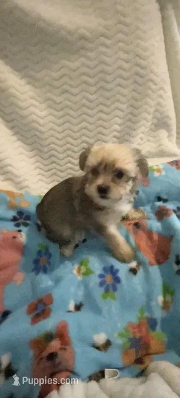Prince Golden Sable – Yorkshire Terrier puppy for sale in Inman, SC