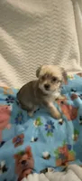 Prince Golden Sable, a male Yorkshire Terrier for sale in Inman, SC – 1 of 5