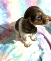 Ms. Fancy, a female Miniature Dachshund for sale in Inman, SC – 2 of 7