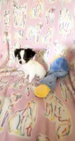 Romeo the smallest, a male Chihuahua for sale in Inman, SC – 1 of 5