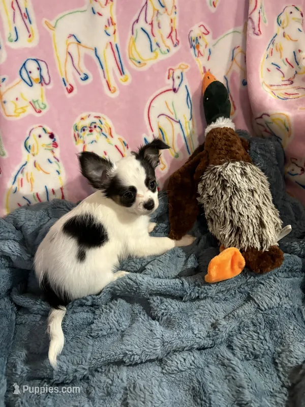 Raphael – Chihuahua puppy for sale in Inman, SC