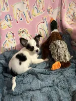 Raphael, a male Chihuahua for sale in Inman, SC – 2 of 4