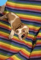 Mr Red, a male Miniature Dachshund for sale in Inman, SC – 2 of 5