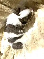 Little Blue Boy, a male Morkie for sale in Inman, SC – Photo 5 of 6