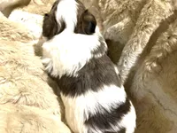 Little Blue Boy, a male Morkie for sale in Inman, SC – Photo 6 of 6