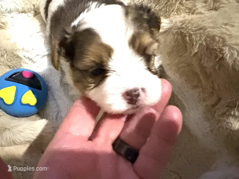 Little Blue Boy – Morkie puppy for sale in Inman, SC