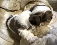 Little Blue Boy, a male Morkie for sale in Inman, SC – Photo 2 of 6