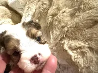 Little Blue Boy, a male Morkie for sale in Inman, SC – Photo 4 of 6