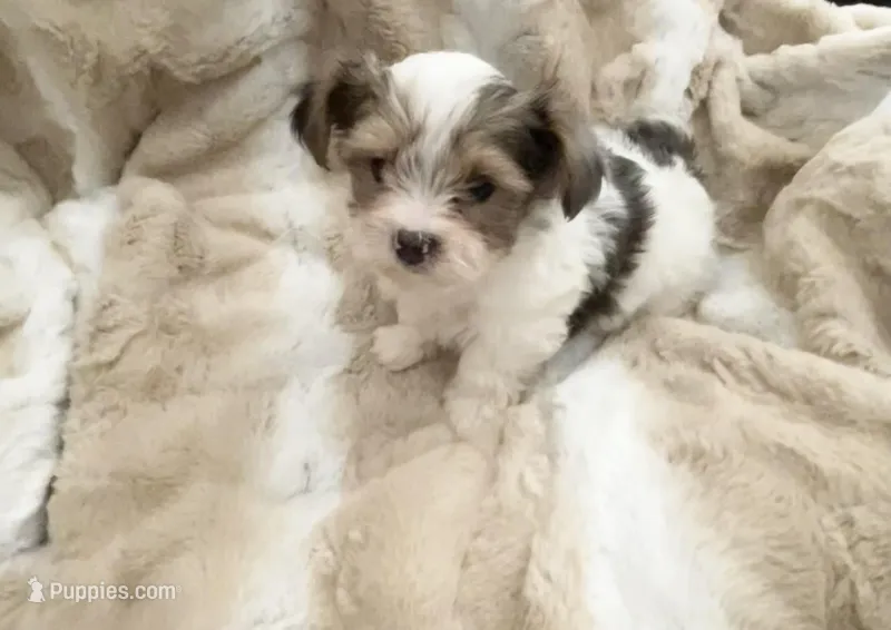 Little Blue Boy – Morkie puppy for sale in Inman, SC