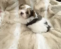 Little Blue Boy, a male Morkie for sale in Inman, SC – Photo 4 of 7