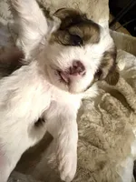 Little Blue Boy, a male Morkie for sale in Inman, SC – Photo 3 of 6