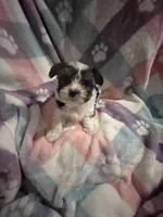 Parti Boy, a male Yorkshire Terrier for sale in Inman, SC – Photo 5 of 6