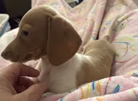 Mr.Lavender ( smallest of the two), a male Miniature Dachshund for sale in Inman, SC – 2 of 6