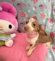 Lavender Rose, a female Miniature Dachshund for sale in Inman, SC – 7 of 7